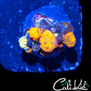 CK MAJESTIC BOUNCE SHROOM