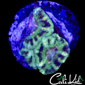 RARE PATTERN ACAN TRIPLE