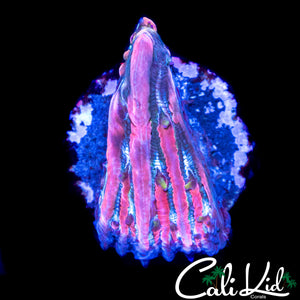 RAINBOW PLATE FRAG