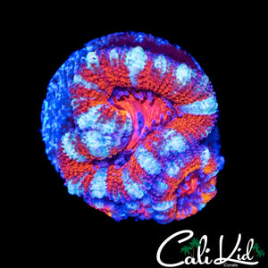 WHITE STRIPE ACAN TRIPLE