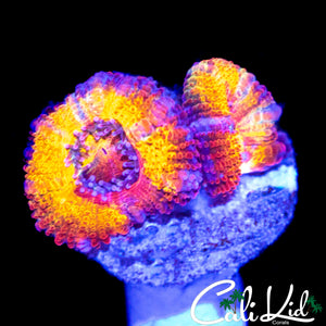 INSANE RAINBOW ACAN DOUBLE