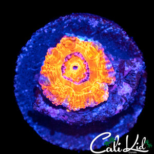 MYSTERY ACAN