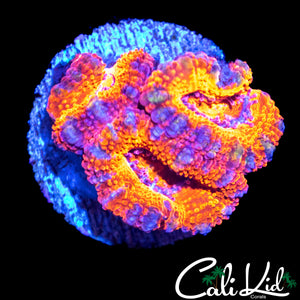 ULTIMATE RAINBOW ACAN TRIPLE