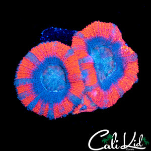 SUPERMAN ASIAN ACAN TRIPLE