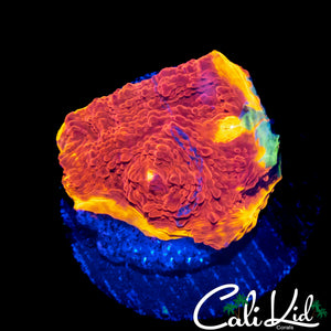SIC RAINBOW RIM CHALICE