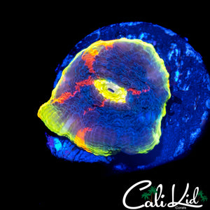 BANGIN BLUE BASE RAINBOW CHALICE
