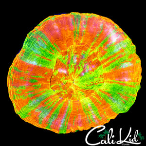 INSANE REVERSE BLEEDING APPLE SCOLY