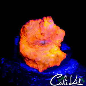 CK GOD MUSHROOM