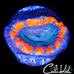 XL MYSTERY ACAN