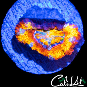 CK UNRELEASED ACAN