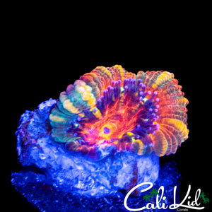 RARE STRIPED ASIAN ACAN