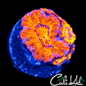 ULTRA RAINBOW ACAN QUAD