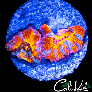 ULTIMATE RAINBOW ACAN DOUBLE