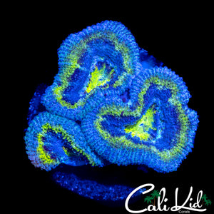 BLUE MAGOO ACAN TRIPLE