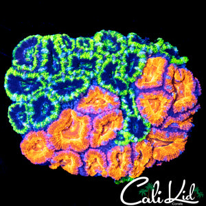 "SUPER RARE" GRAFTED ACAN COLONY