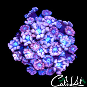 PINK PETAL ALVEOPORA