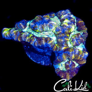 RAINBOW PATCHWORK WILSONI