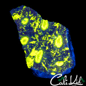 BLINDING SPLATTER GONIASTREA
