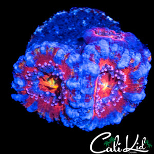 RAINBOW EYE ACAN TRIPLE