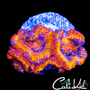 ULTRA RAINBOW ACAN QUAD