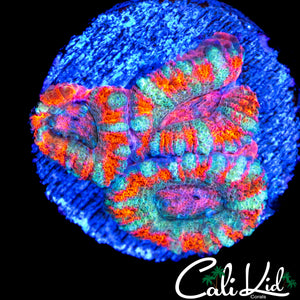 PINK EYE ASIAN ACAN TRIPLE