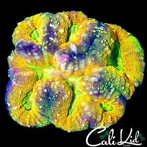 PURPLE RING RAINBOW FUSION LOBO