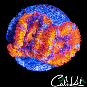 ULTRA RAINBOW ACAN DOUBLE