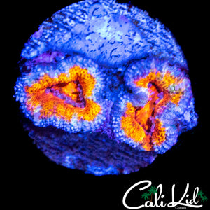 CK UNRELEASED ACAN DOUBLE