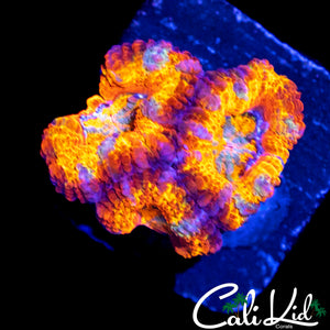 BLINDING RAINBOW ACAN TRIPLE