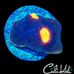 RAINBOW EYE CHALICE FRAG
