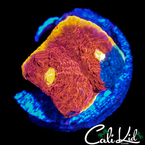 ULTIMATE RAINBOW CHALICE FRAG