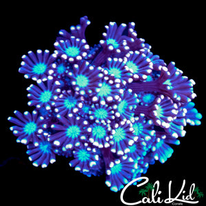 FIREWORKS ALVEOPORA