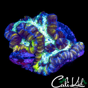 RAINBOW PATCHWORK WILSONI