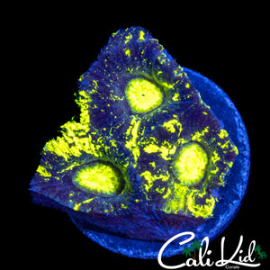 BLINDING SPLATTER GONIASTREA