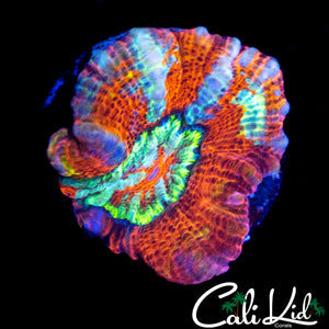 RAINBOW MOUTH WILSONI