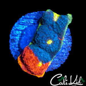 50/50 RAINBOW CHALICE