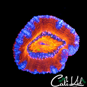 GREEN SPOTTED RAINBOW ACAN