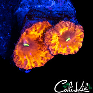 INDO RAINBOW BLASTO DOUBLE