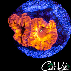 INDO RAINBOW BLASTO DOUBLE