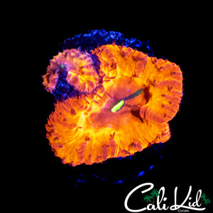 INDO RAINBOW BLASTO DOUBLE