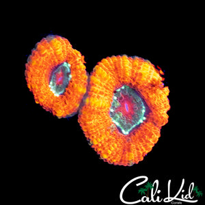 INDO RAINBOW BLASTO DOUBLE