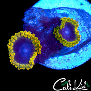 MESOSPHERE ZOA DOUBLE