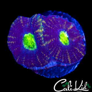 YELLOW EYE ECHINATA DOUBLE