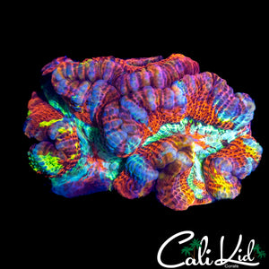 ULTRA RAINBOW WILSONI