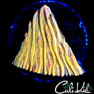 CK UNRELEASED RAINBOW PLATE