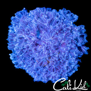PULSATING ZENIA MINI COLONY