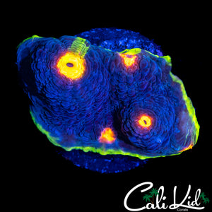 RAINBOW EYE CHALICE (MULTI EYES)
