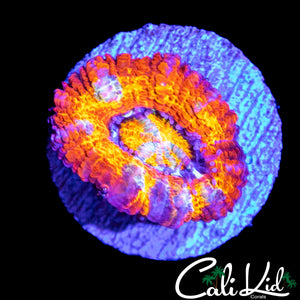ULTIMATE RAINBOW ACAN