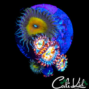ASSORTED ZOA MINI COLONY