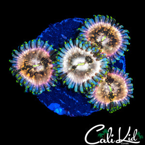 SOUR PUNCH ZOA QUAD
